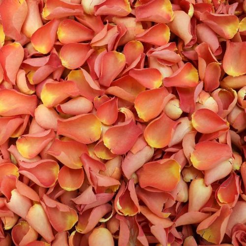 Orange Rose Petals, Style : Fresh