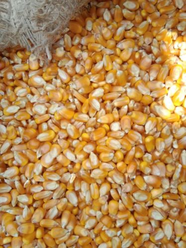 Maize, Style : Dried, Fresh