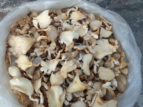 Beige Natural Dry Oyster Mushroom Vacuum-sealed Bag