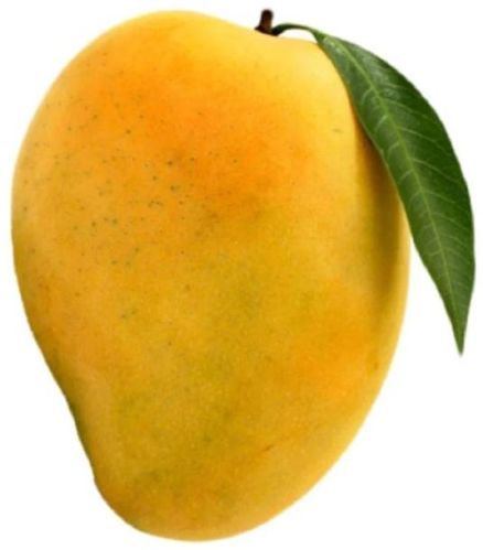 Organic Fresh Alphonso Mango, Shelf Life : 5-10Days