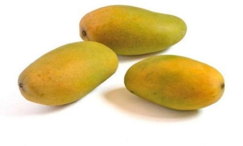 Organic Fresh Dasheri Mango, Shelf Life : 5-10Days