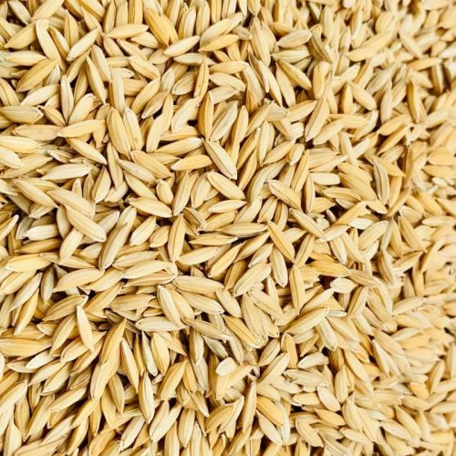 Paddy Rice, For Cooking, Food, Human Consumption, Style : Fresh