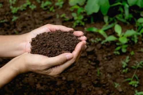 Soil Conditioner, For Agricultural, Purity : 100%