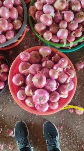 Onion, Packaging Size : 1Kg