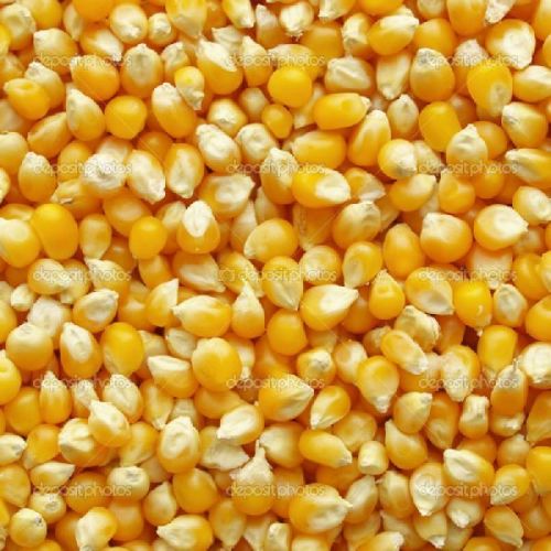 Organic Yellow Maize Seeds, Style : Dried