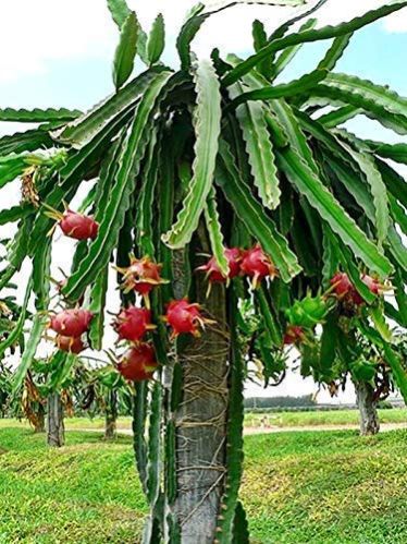 Dragon Fruit Plant, Packaging Type : PP Bag