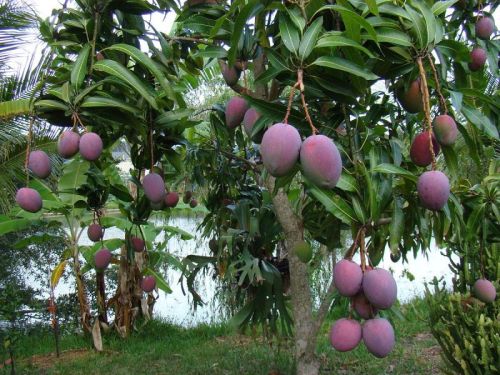 Grafted Black Mango Plant, Size : Small