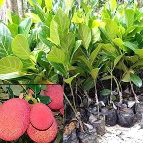 Grafted Red Jack Fruit Plant, For Plantation, Length : 0-3Ft