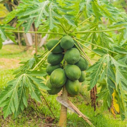 Common Hybrid Papaya Plant, Packaging Type : PP Bag