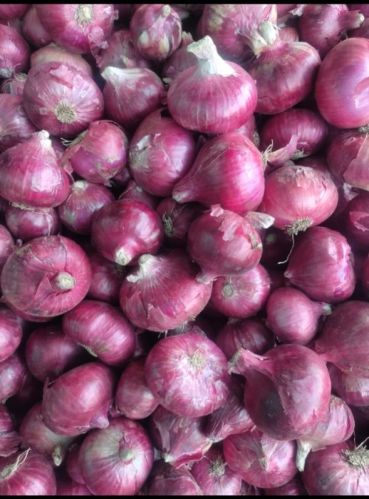 Organic Fresh Red Onion, Packaging Type : Loose