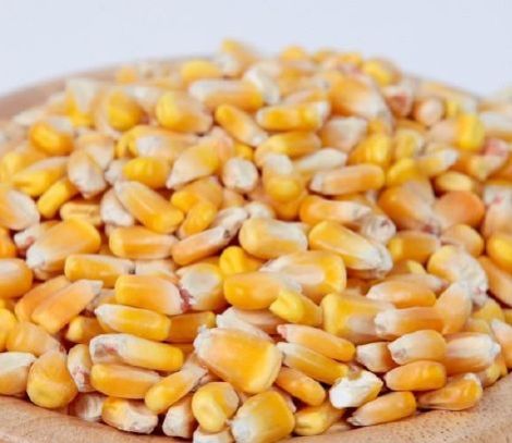 Yellow Corn Seeds