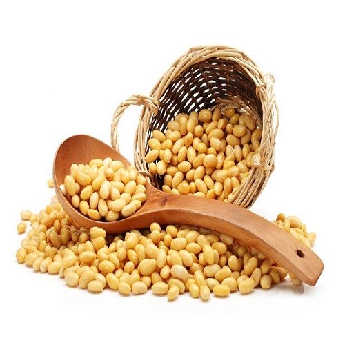 Common Soybean Seeds, Packaging Type : PP Bags