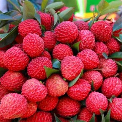 Pink Common Fresh Litchi, For Food, Juice, Feature : Sweet