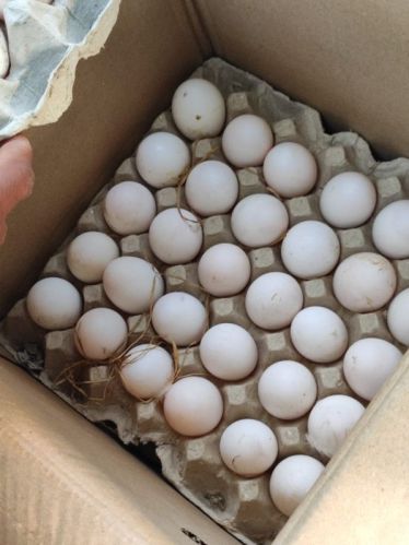 Duck Eggs, For Human Consumption, Household, Food, Packaging Type : Box