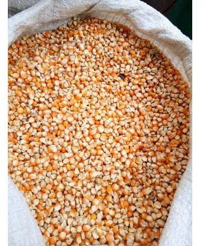 Organic Corn Seeds, Style : Dried