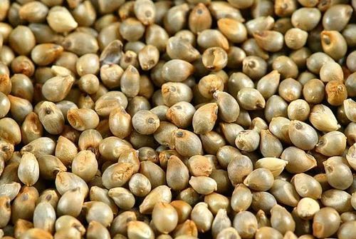 Fine Processed Organic Pearl Millet Seeds, For Cooking, Cattle Feed, Style : Dried