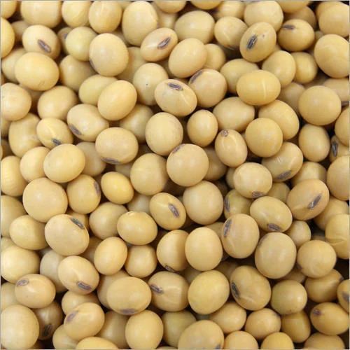 Organic Soybean Seeds, For Animal Feed, Cooking, Human Consumption, Style : Dried