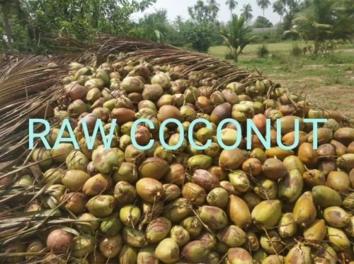 Soft Natural Raw Coconut, For Freshness, Healthy, Form : Solid