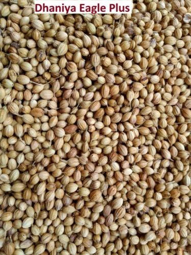 Green Coriander, For Cooking, Style : Fresh