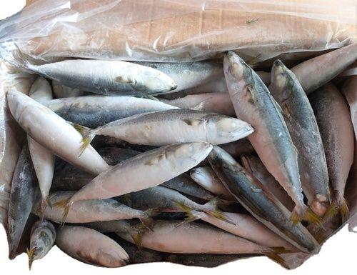 Frozen Sardine Fish, Shelf Life : 1week