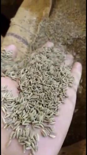Granules Cumin Seeds, For Cooking, Grade Standard : Food Grade