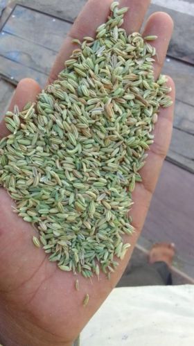 Green Solid Blended Natural Fennel Seeds, Grade Standard : Food Grade