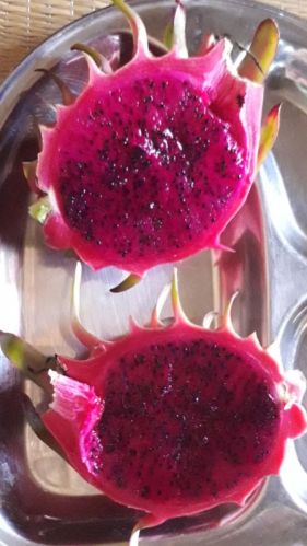 Organic Fresh Dragon Fruit-Red, Packaging Type : Paper Box