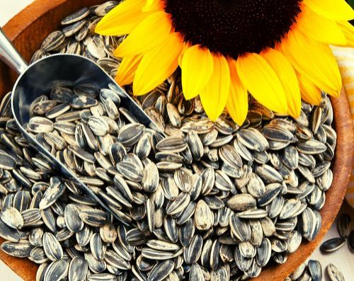 Common Sunflower Seeds, For Cooking, Agriculture, Style : Dried