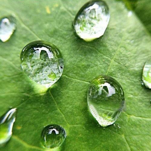 Leaves Lovely Water Aroma Oil, For Soap Making, Candle Making, Purity : 100 % Pure