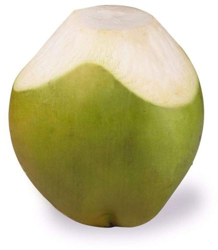 Organic Tender Coconut, Color : Green