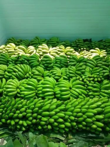 Green Organic Fresh Cavendish Banana, For Human Consumption