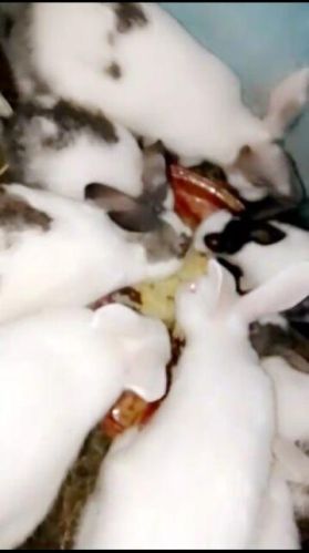 Rabbit Farming Service