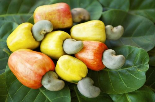 Organic Fresh Cashew Apple, Packaging Size : 10kg, 20kg