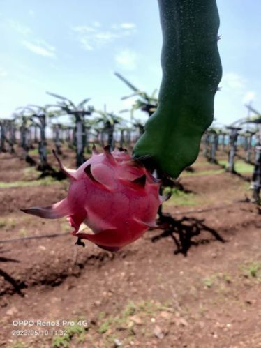 Organic Fresh Dragon Fruit, For Food Medicine