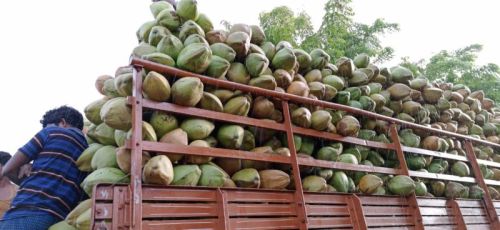 Natural Tender Coconut, For Freshness, Healthy, Coconut Size : Large