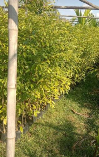 Natural Agarwood Plants, Color : Green