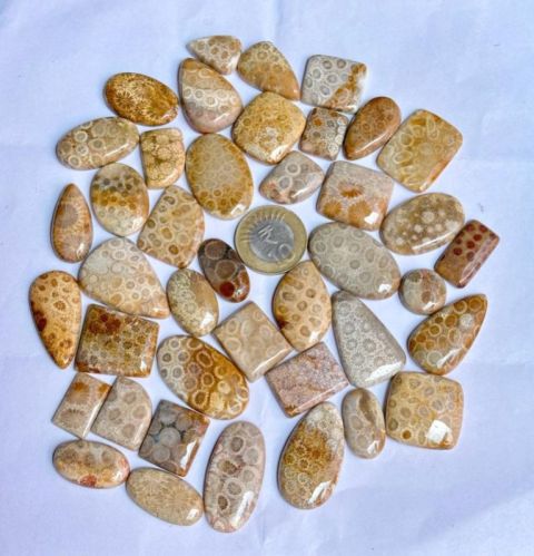 Polished Printed Fossils Corals Cabochons, Size : 16mm, 20mm, 24mm