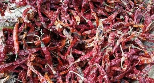 Dried Teja Fatki Red Chilli