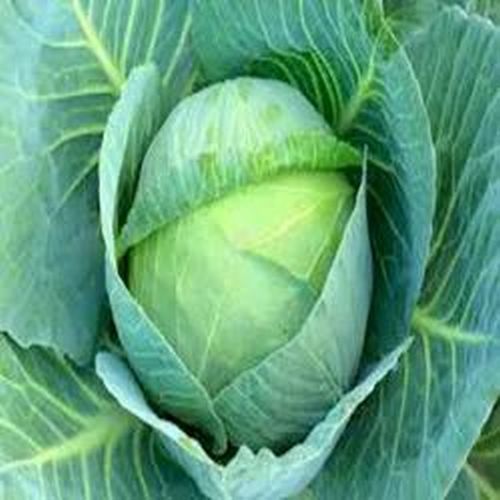 Green Round Fresh Cabbage, For Human Consumption, Cooking, Home, Hotels, Packaging Size : 25kg