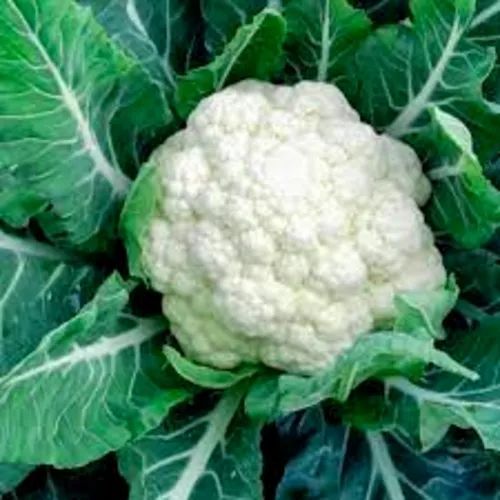 Oval Organic Fresh Cauliflower, For Human Consumption, Cooking, Home, Hotels, Packaging Size : 25kg