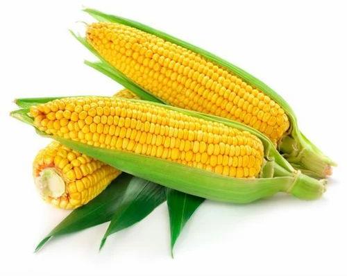 Yellow White Fresh Corn, Packaging Type : Loose