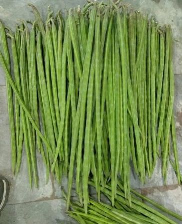 Green Organic Fresh Drumstick, For Cooking, Packaging Size : 20 Kg