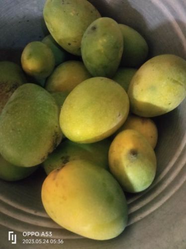 Banganapalli Mangoes, Packaging Type : Corrugated Box