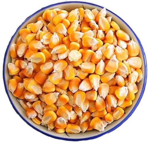 Dry Yellow Corn for Cooking, Packaging Type : Plastic Bag, Jute Bag