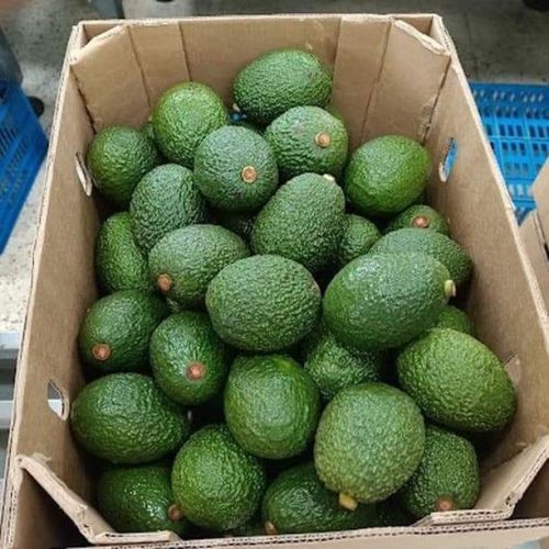 Organic fresh avocado, Packaging Type : Green