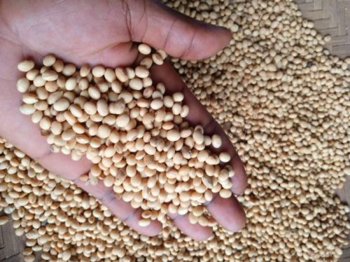 Organic Soybean Seeds, Brand Name : MINI CAM AGRO INDUSTRIAL