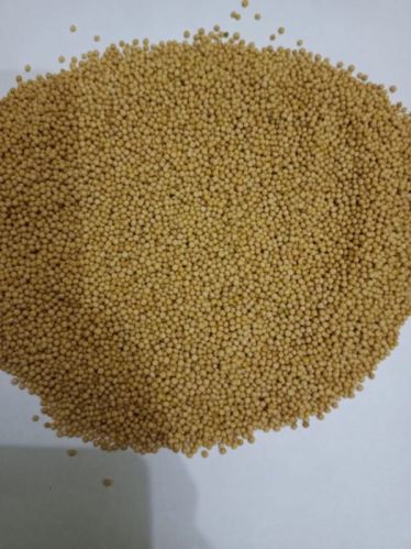 Raw Common Rajsthan Mustard Seeds, For Spices, Cooking, Form : Solid