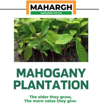 Mahogany Tree Farming In Gujarat