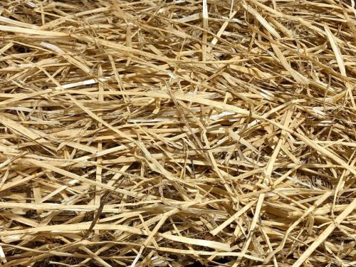 Organic Wheat Straw, Packaging Type : Bales