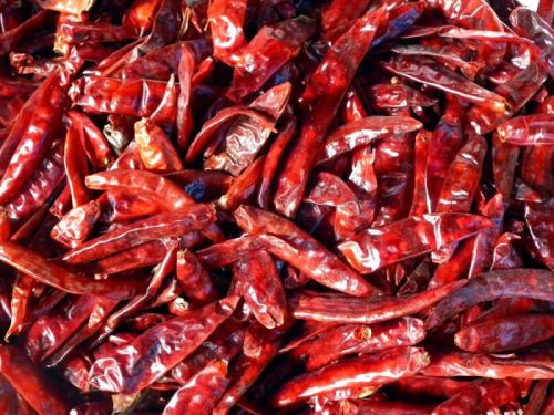 Solid Raw Common Dry Red Chilli, For Spices, Grade Standard : Food Grade